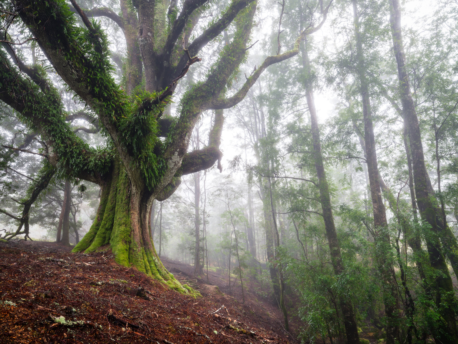 NORTH EAST TASMANIA
