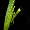 Macro Photography Field Trip - Cradle Mt National Park - August 23rd and 24th 2024 - Only 4 Spots Left