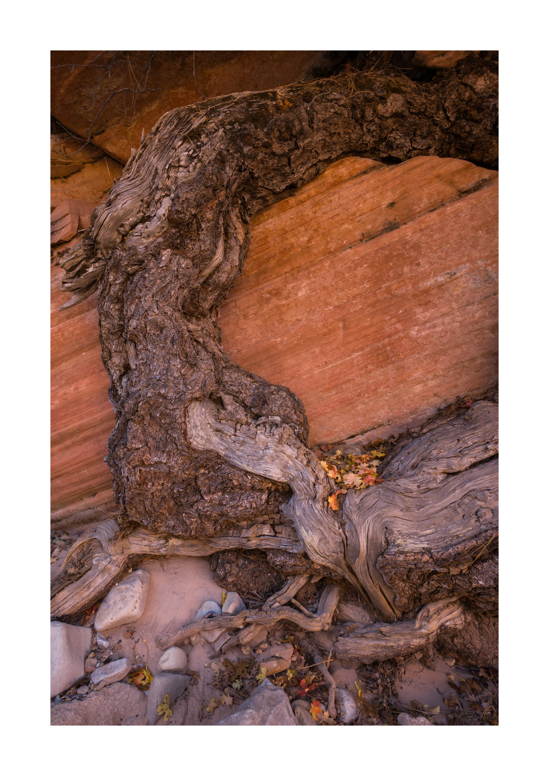 Zion Nationaal Park - 1