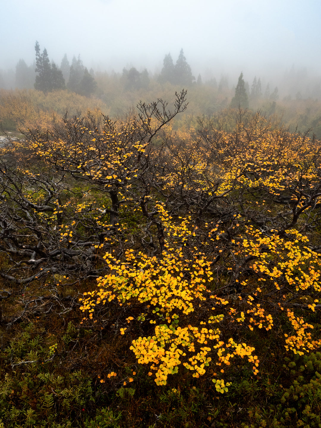 Fagus in Fog