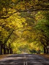 Daylesford Autumn PhotoDay - May 10th - 2024 - SOLD OUT!!