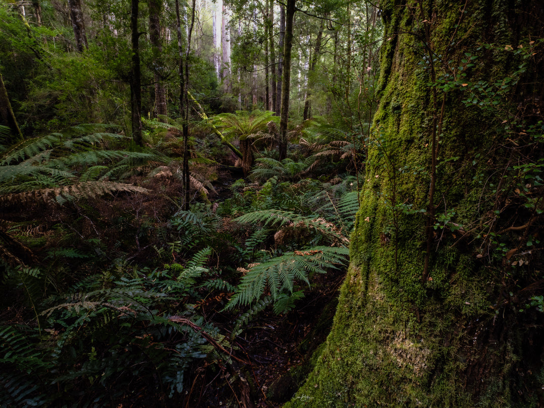 Bossen van Bruny Island