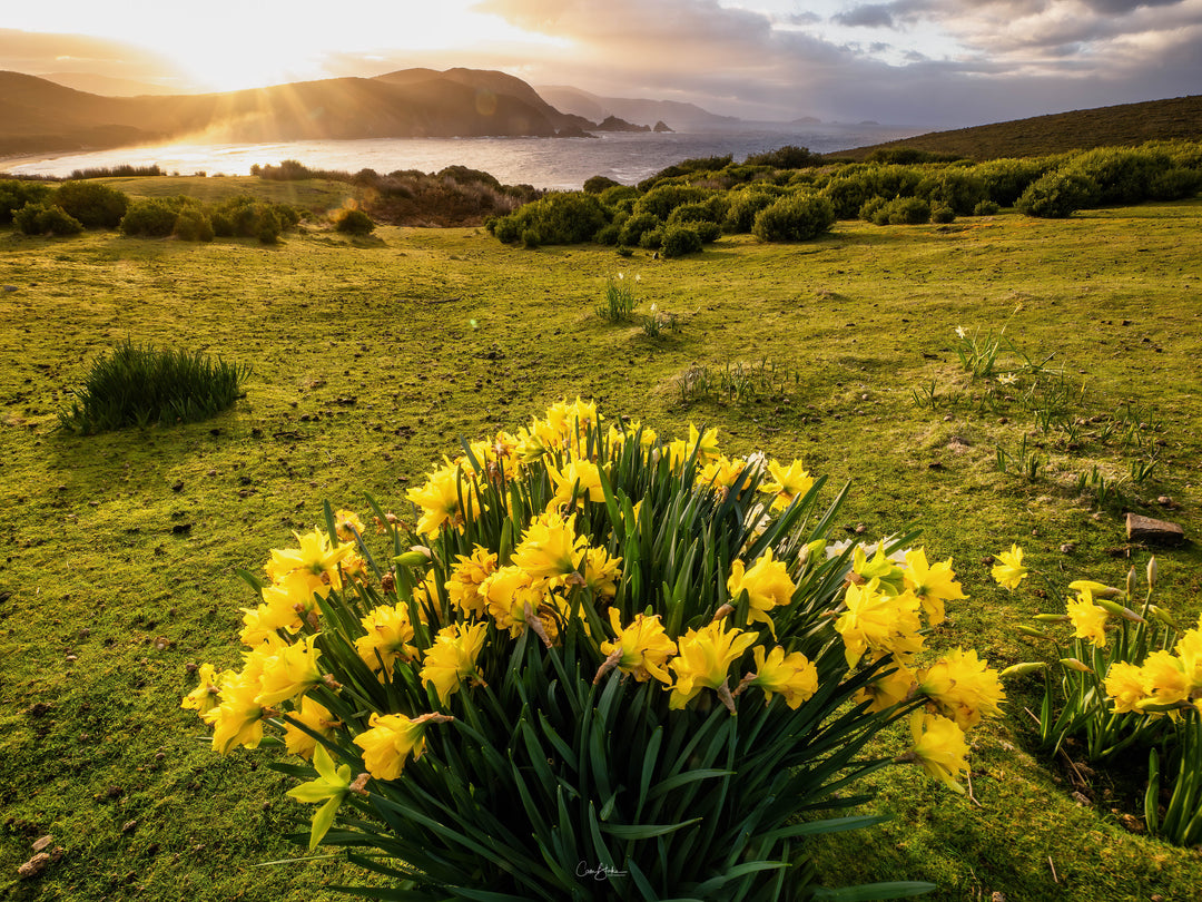 Lente op Bruny