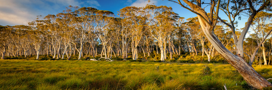 Snowgum-zonsondergangen (panorama)