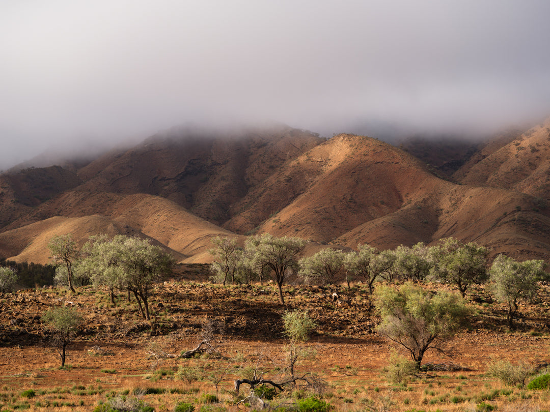 Foggy Flinders