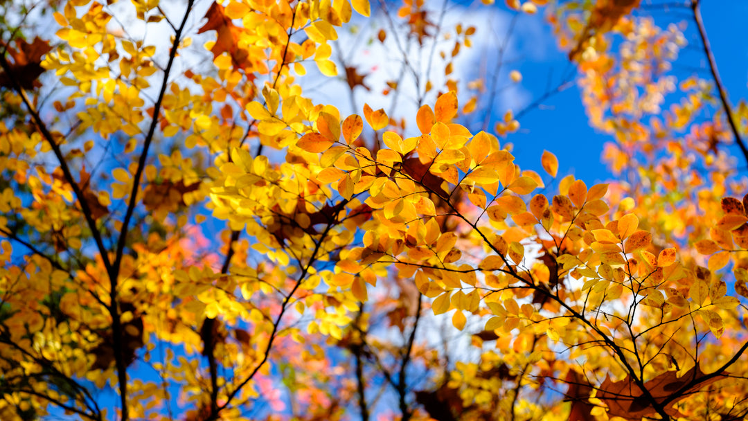 Alpenkleuren