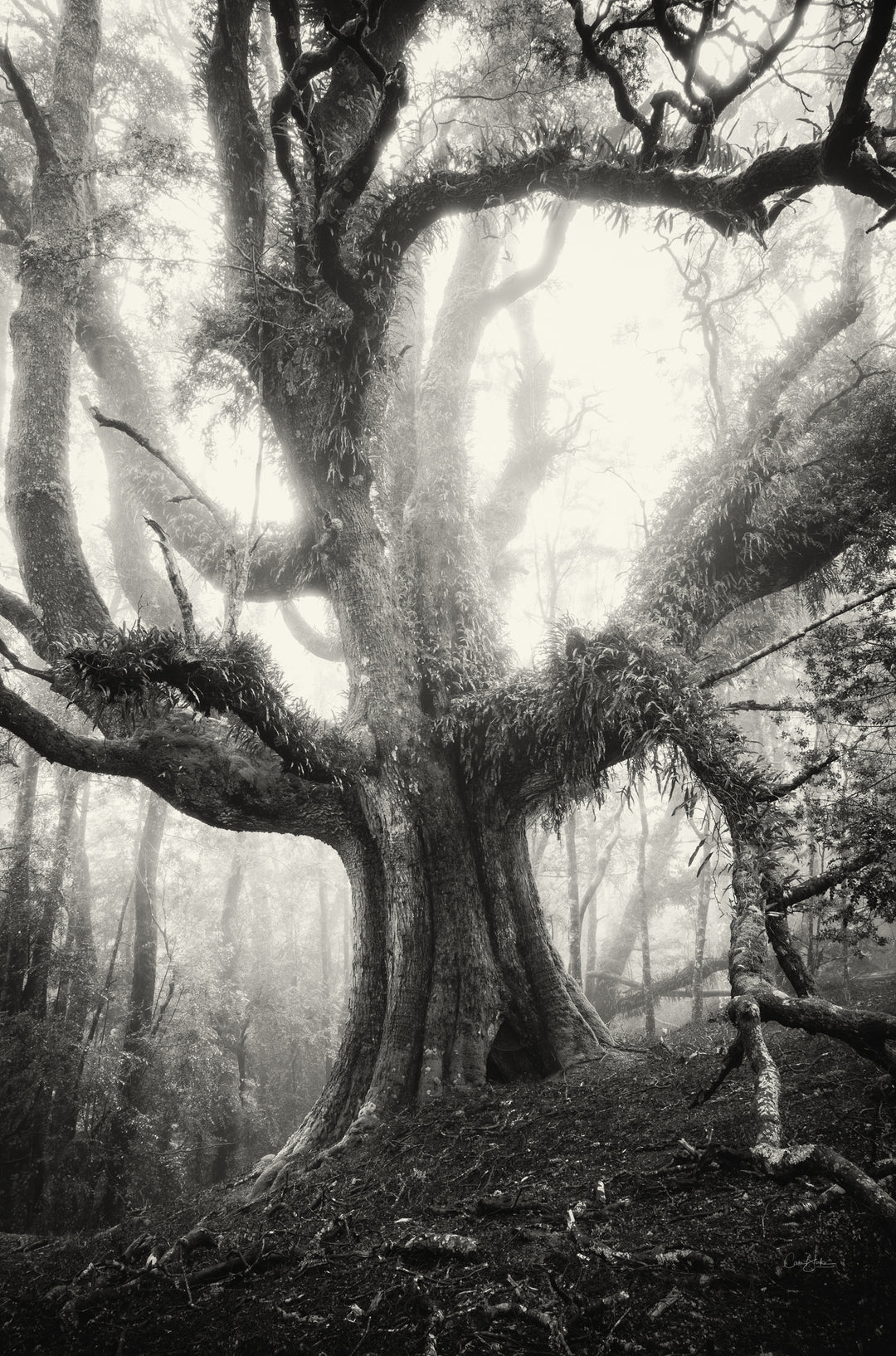 Spookbomen