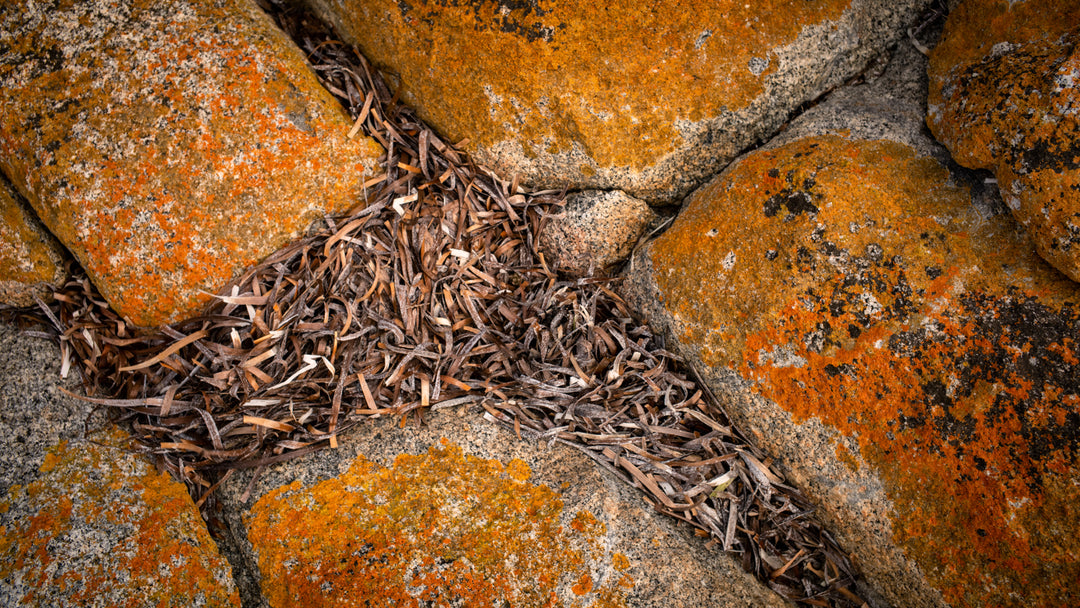Korstmoseilanden - Flinders Island