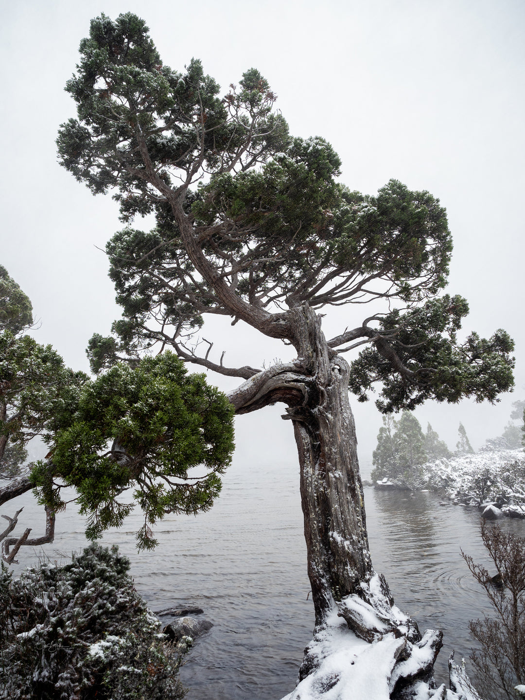 Besneeuwde potlooddennen