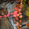 Bright Autumn Photography Workshop - April 26th to April 30th - 2024 - SOLD OUT!!