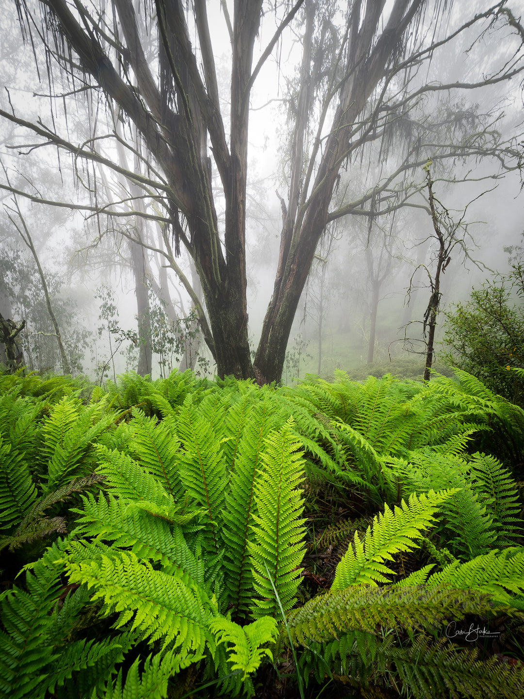 Varens in mist