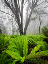 Ferns in Fog