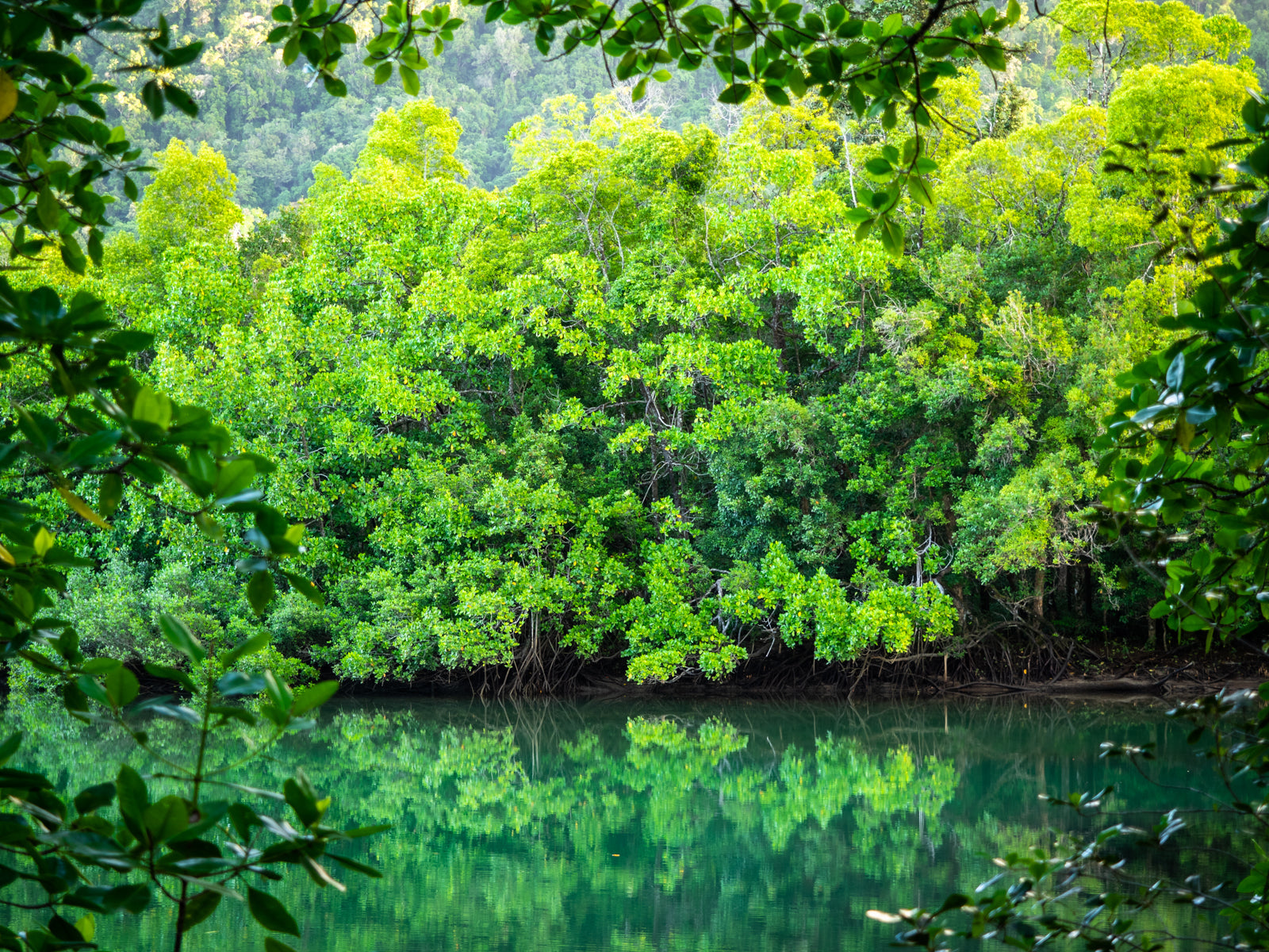 DAINTREE RAINFORST