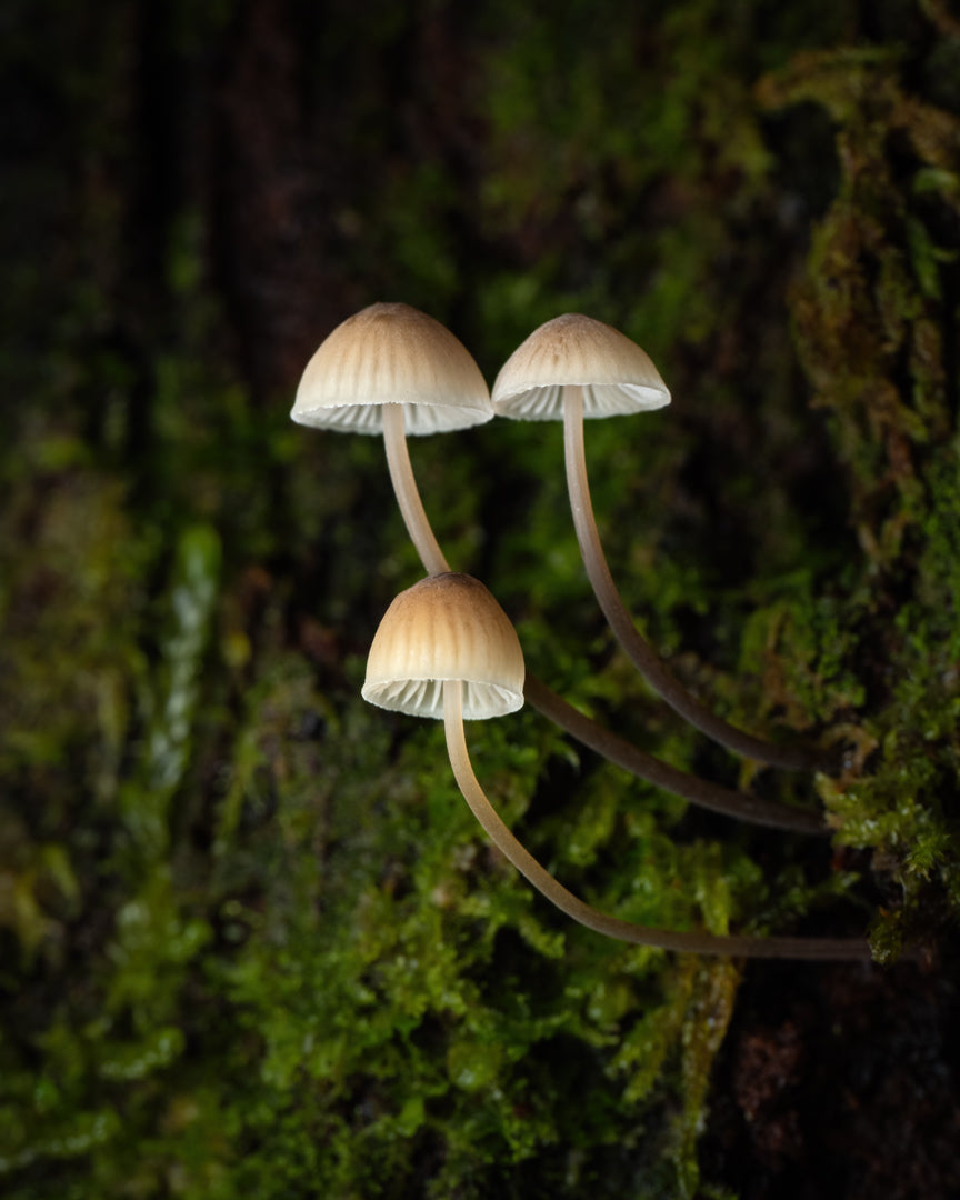 Tarkine Macro-Photography Workshop - July 7th to 11th - 2027 - 5 Places Available
