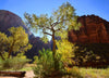 Zion National Park & UTAH, USA - Photography Workshop - November 7th to 17th - 2024 - SOLD OUT!!