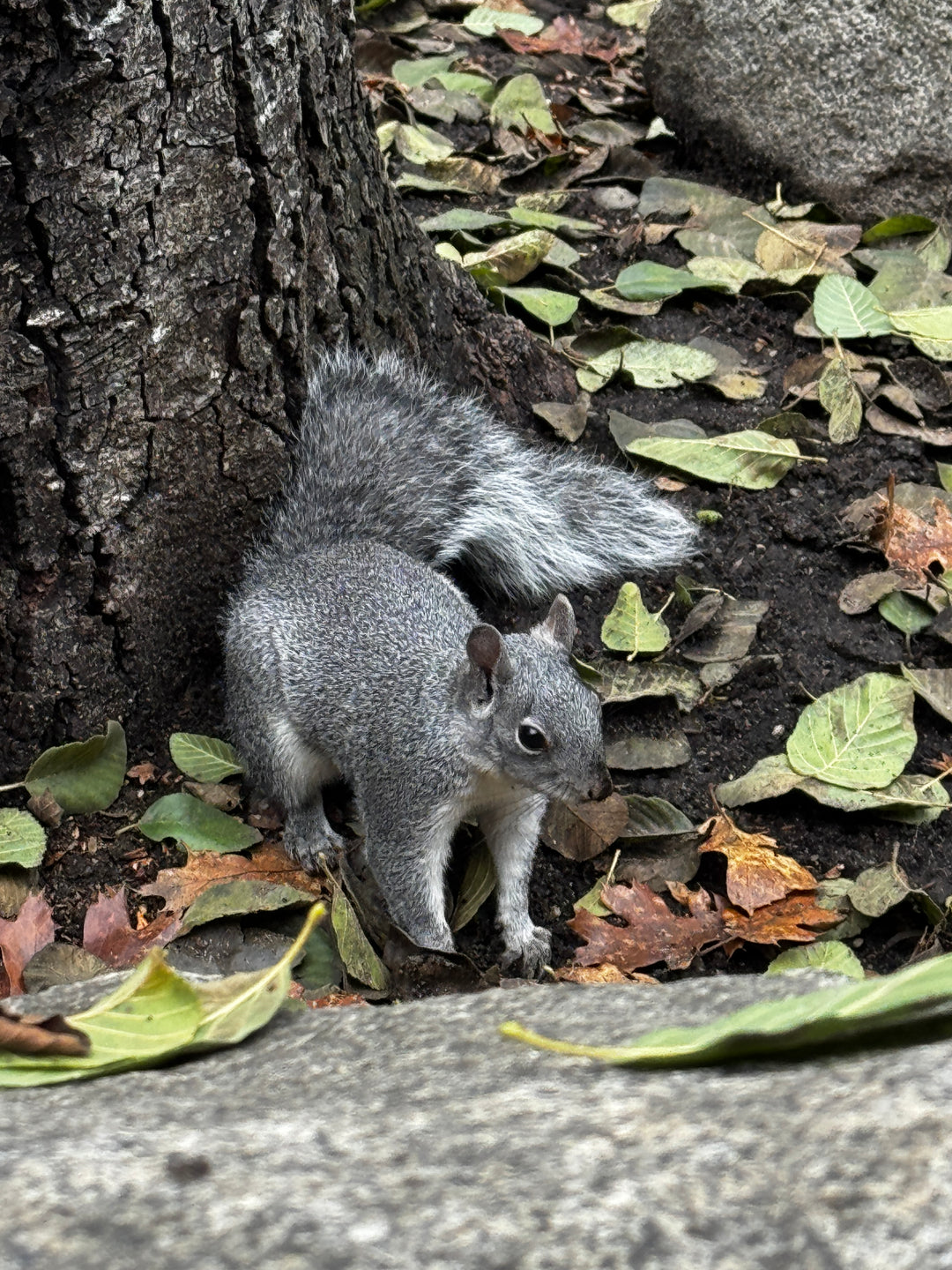 Winter in Yosemite Photo Tour January 5th to 15th 2029 - 5 Places Only!!!
