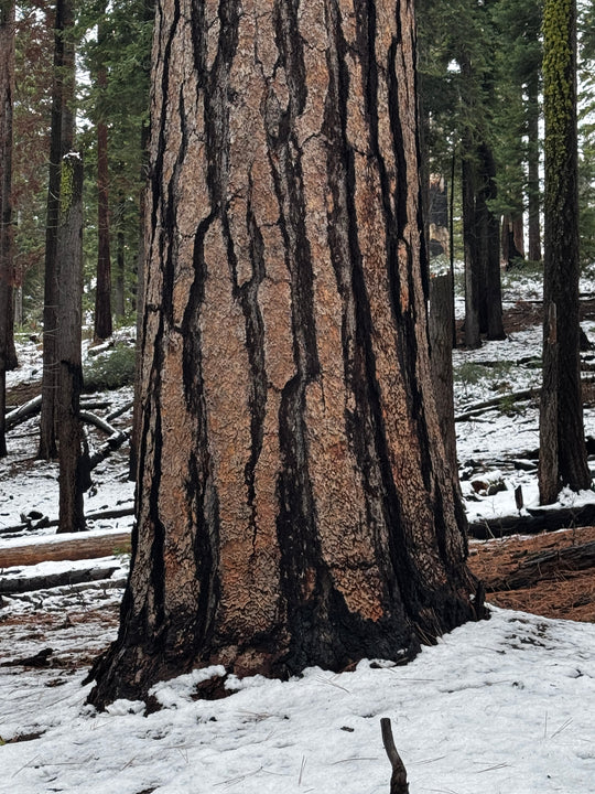 Winter in Yosemite Photo Tour January 5th to 15th 2029 - 5 Places Only!!!