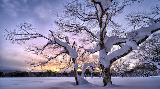 Japan Winter PhotoTour #2 - February 16th to 27th - 2026 - 5 Places Left Only!!
