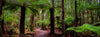 Tarkine Wilderness Photography Workshop - 50% OFF PRICE - September 5th to 9th 2023 - SOLD OUT!!