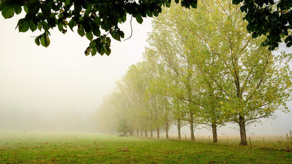 Bright Autumn Photography Workshop - April 27 to May 1st - 2025 - SOLD OUT!!!