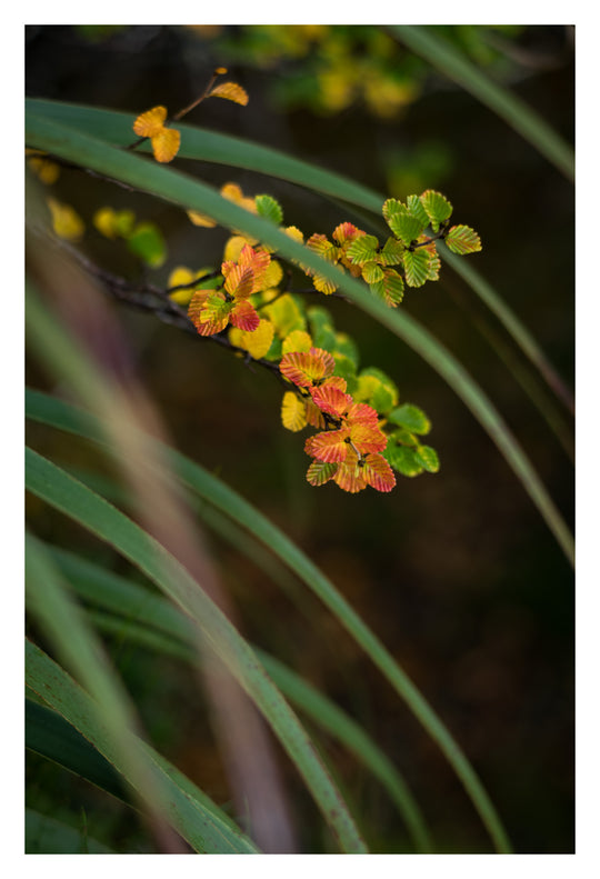 Excursie voor macrofotografie - Cradle Mt National Park - 24 en 25 augustus 2024 - 8 plaatsen beschikbaar