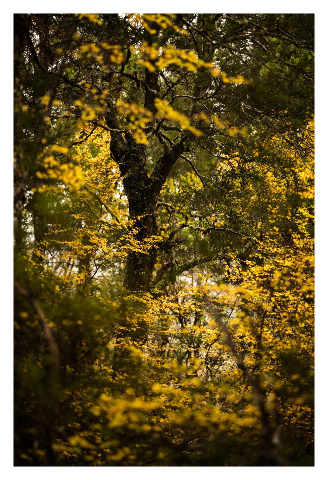 Excursie voor macrofotografie - Cradle Mt National Park - 24 en 25 augustus 2024 - 8 plaatsen beschikbaar