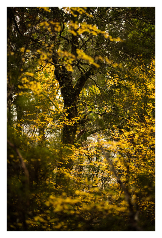 Excursie voor macrofotografie - Cradle Mt National Park - 24 en 25 augustus 2024 - 8 plaatsen beschikbaar