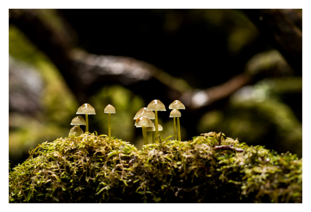 Excursie voor macrofotografie - Cradle Mt National Park - 24 en 25 augustus 2024 - 8 plaatsen beschikbaar