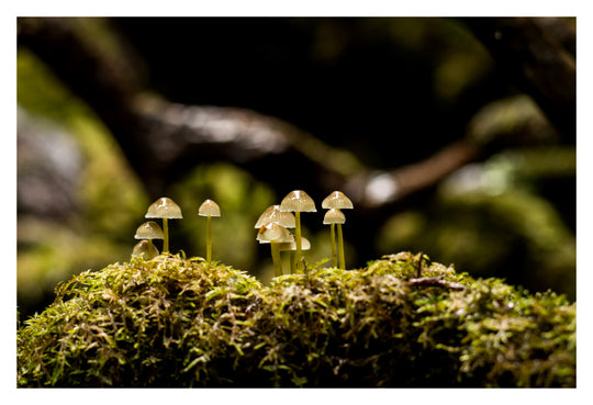 Excursie voor macrofotografie - Cradle Mt National Park - 24 en 25 augustus 2024 - 8 plaatsen beschikbaar