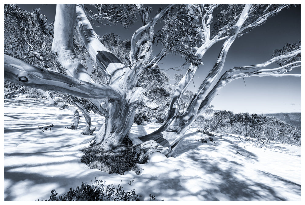 Winter High Country Photo Tour - 9-14th August 2027 - SOLD OUT!!!