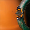 Macro Photography Field Trip - Cradle Mt National Park - August 23rd and 24th 2024 - SOLD OUT!!