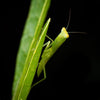 Excursie voor macrofotografie - Cradle Mt National Park - 24 en 25 augustus 2024 - 8 plaatsen beschikbaar