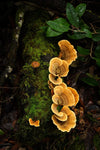 Excursie voor macrofotografie - Cradle Mt National Park - 24 en 25 augustus 2024 - 8 plaatsen beschikbaar