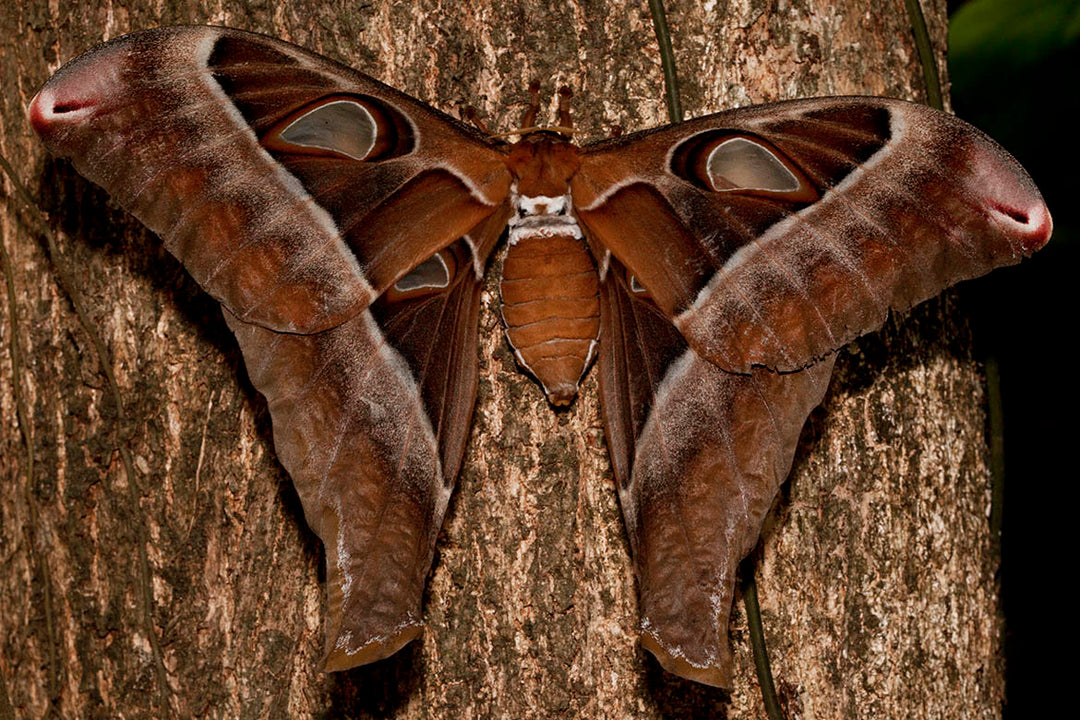 Daintree FNQ - Macro-Photography Workshop - April 8th to 12th - 2026 - 2 Places Available
