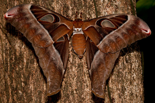Daintree FNQ - Macro-Photography Workshop - April 8th to 12th - 2026 - 2 Places Available