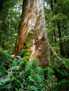 Tarkine Wilderness Photography Workshop - 50% OFF PRICE - September 5th to 9th 2023 - SOLD OUT!!