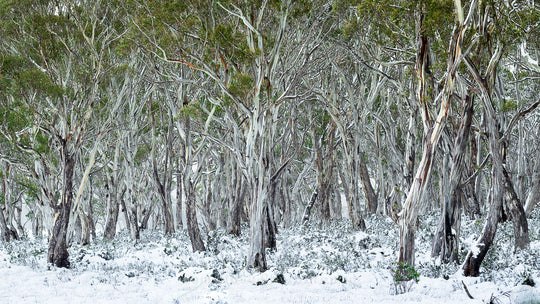 Winter High Country Photo Tour - 9-14th August 2027 - SOLD OUT!!!