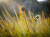 Excursie voor macrofotografie - Cradle Mountain National Park - 3 en 4 mei 2024 - UITVERKOCHT!!