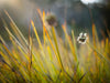 Excursie voor macrofotografie - Mt Field Park - 26 en 27 augustus 2024 - 8 plaatsen beschikbaar