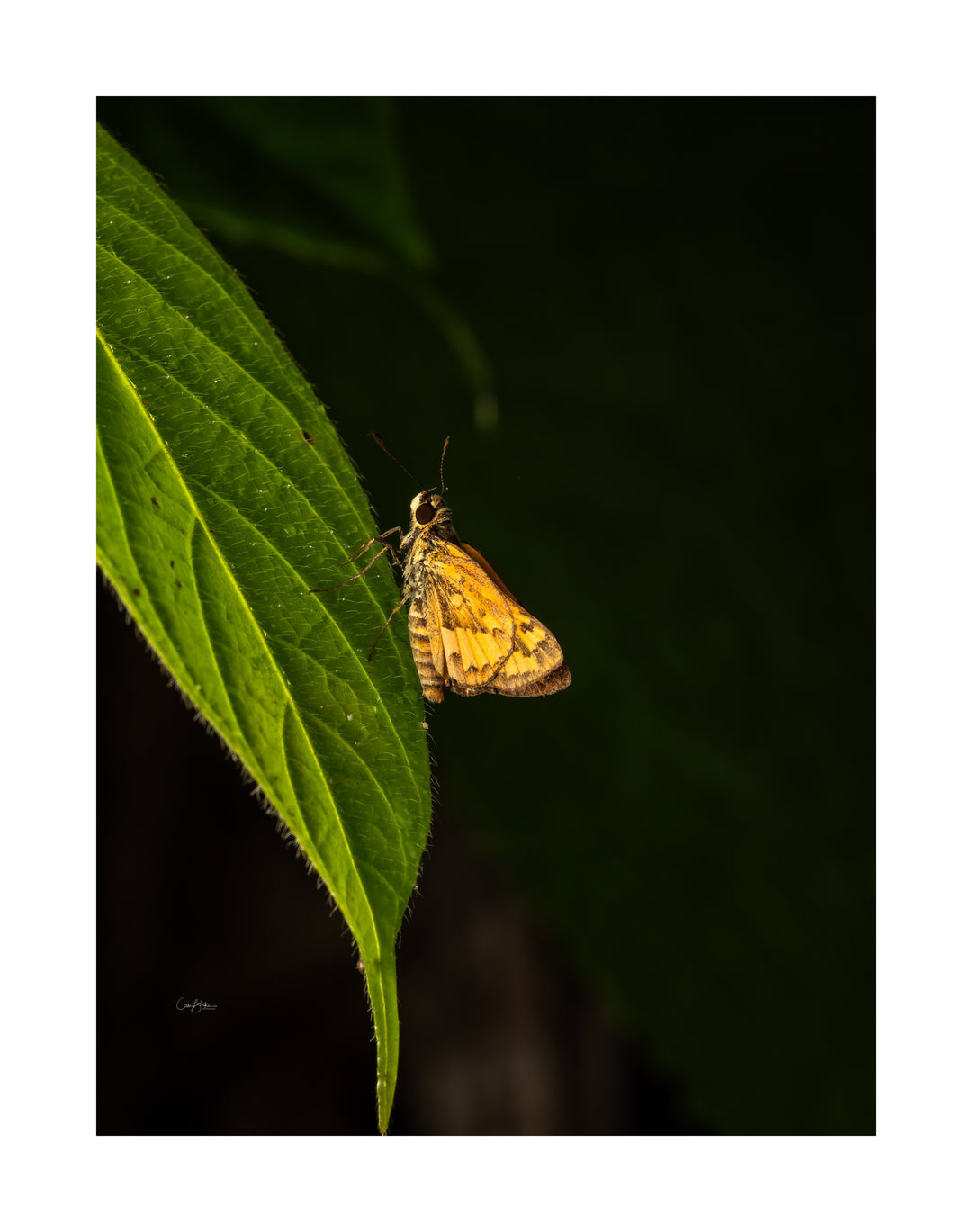 Daintree FNQ - Macro-Photography Workshop - April 8th to 12th - 2026 - 2 Places Available