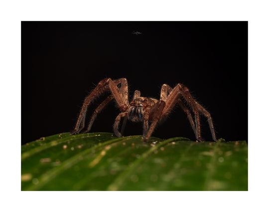 Daintree FNQ - Macro-Photography Workshop - April 8th to 12th - 2026 - 2 Places Available