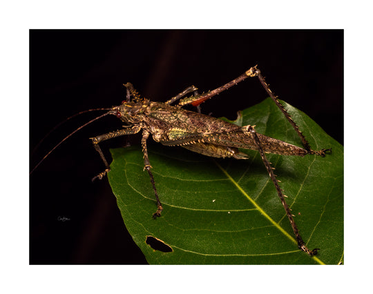 Daintree FNQ - Macro-Photography Workshop - April 8th to 12th - 2026 - 2 Places Available