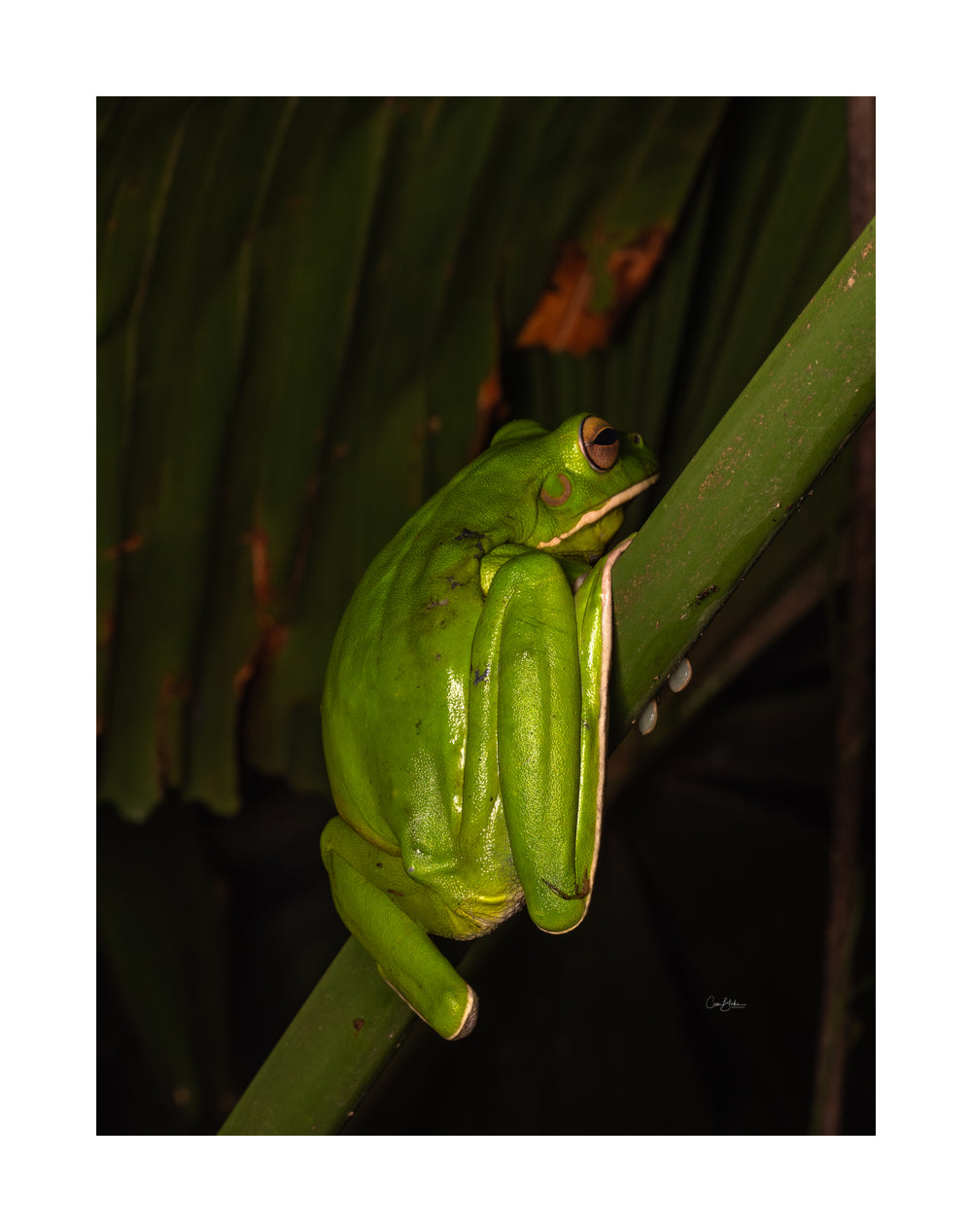 Daintree FNQ - Macro-Photography Workshop - April 8th to 12th - 2025 - SOLD OUT!!