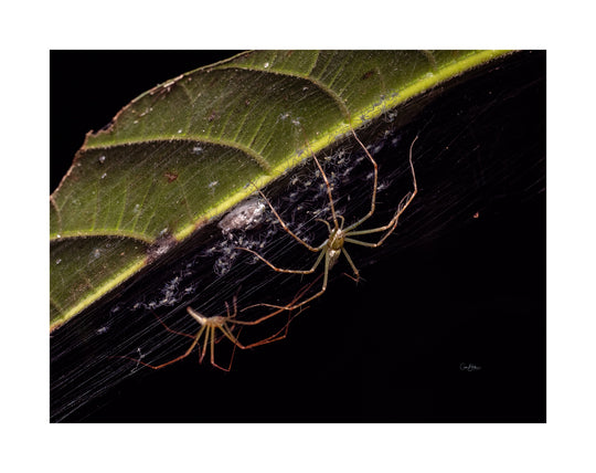Daintree FNQ - Macro-Photography Workshop - April 8th to 12th - 2026 - 2 Places Available