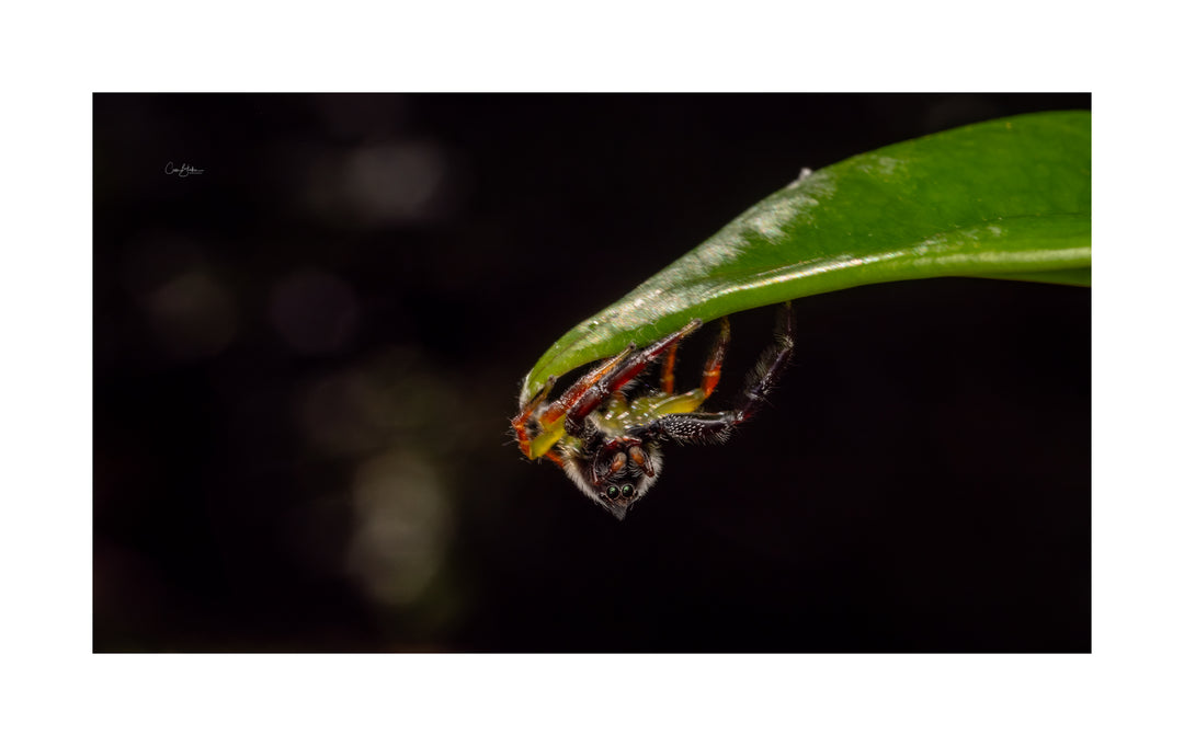 Daintree FNQ - Macro-Photography Workshop - April 8th to 12th - 2026 - 2 Places Available
