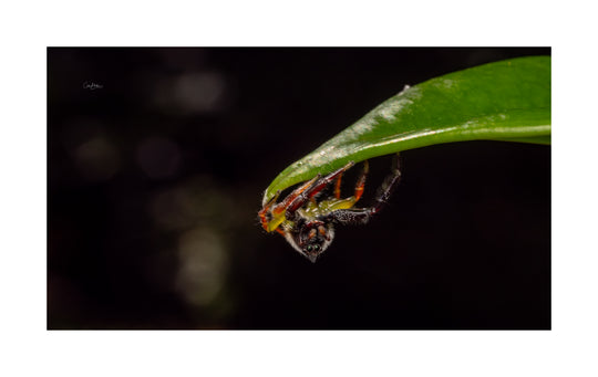 Daintree FNQ - Macro-Photography Workshop - April 8th to 12th - 2026 - 2 Places Available