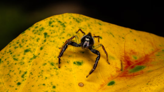 Daintree FNQ - Macro-Photography Workshop - April 8th to 12th - 2026 - 2 Places Available