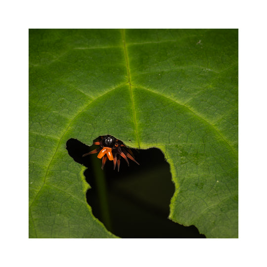 Daintree FNQ - Macro-Photography Workshop - April 8th to 12th - 2026 - 2 Places Available