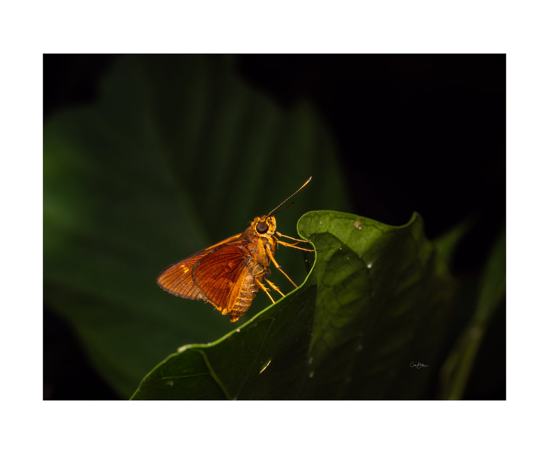Daintree FNQ - Macro-Photography Workshop - April 8th to 12th - 2026 - 2 Places Available