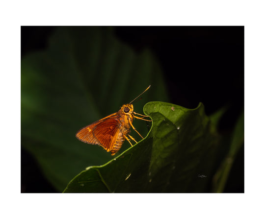 Daintree FNQ - Macro-Photography Workshop - April 8th to 12th - 2026 - 2 Places Available